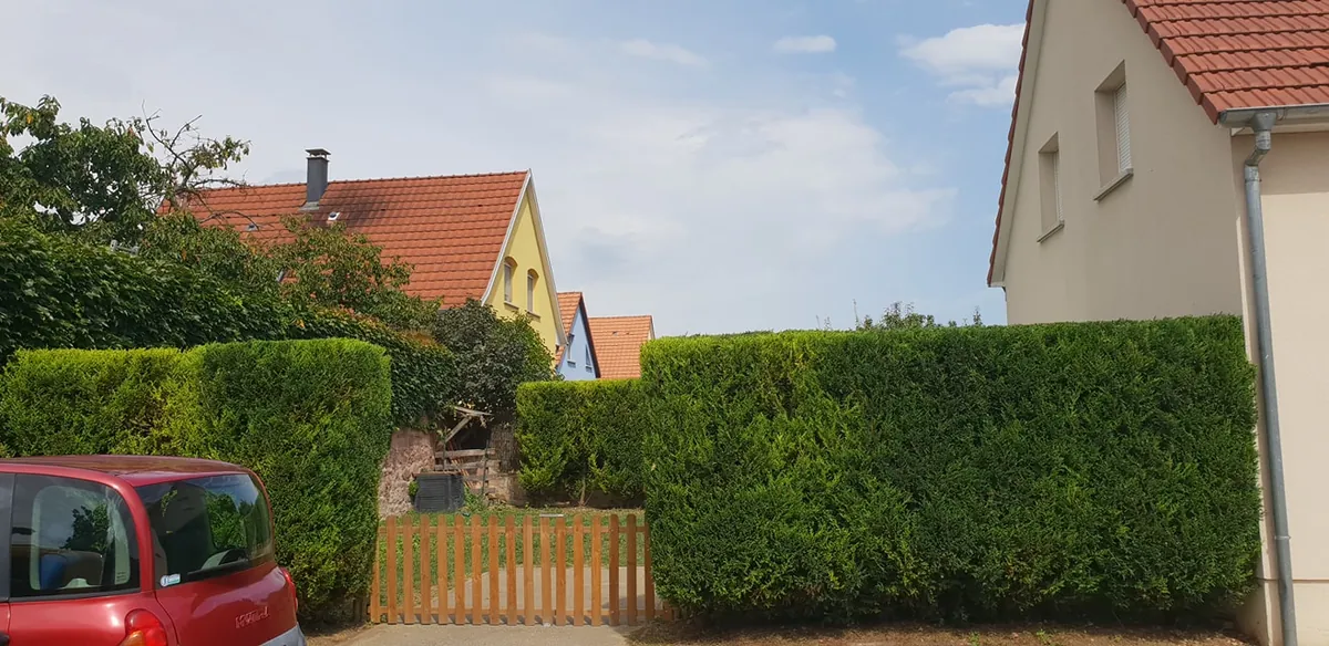 Haies de thuyas taillées